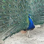 农家乐 Su Barraccu