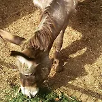 Su Barraccu