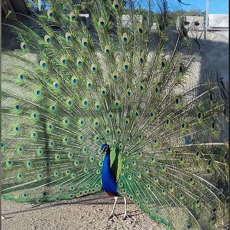 Alloggio per agriturismo Su Barraccu Loceri