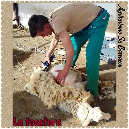 Su Barraccu Alloggio per agriturismo