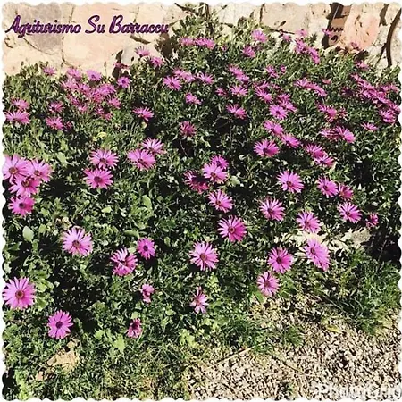 Agriturismo Su Barraccu Farm stay