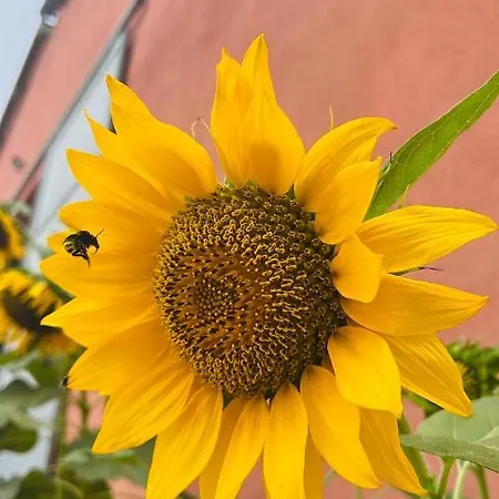 Agriturismo Su Barraccu * Loceri