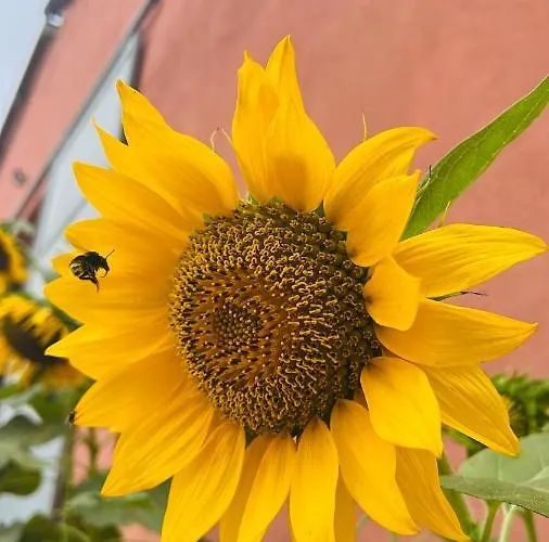 Su Barraccu * Loceri