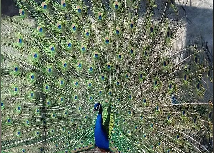Bauernhof Su Barraccu Loceri